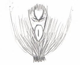 Weibliches Geschlechtsmerkmal