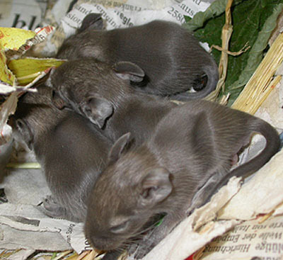 Grossansicht des gewhlten Bildes