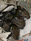 7 braune Degus beim Kuscheln